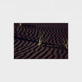 A rectangular photographic print showing dark rippled sand or soil with sparse green grasses, centered on a light gray background.