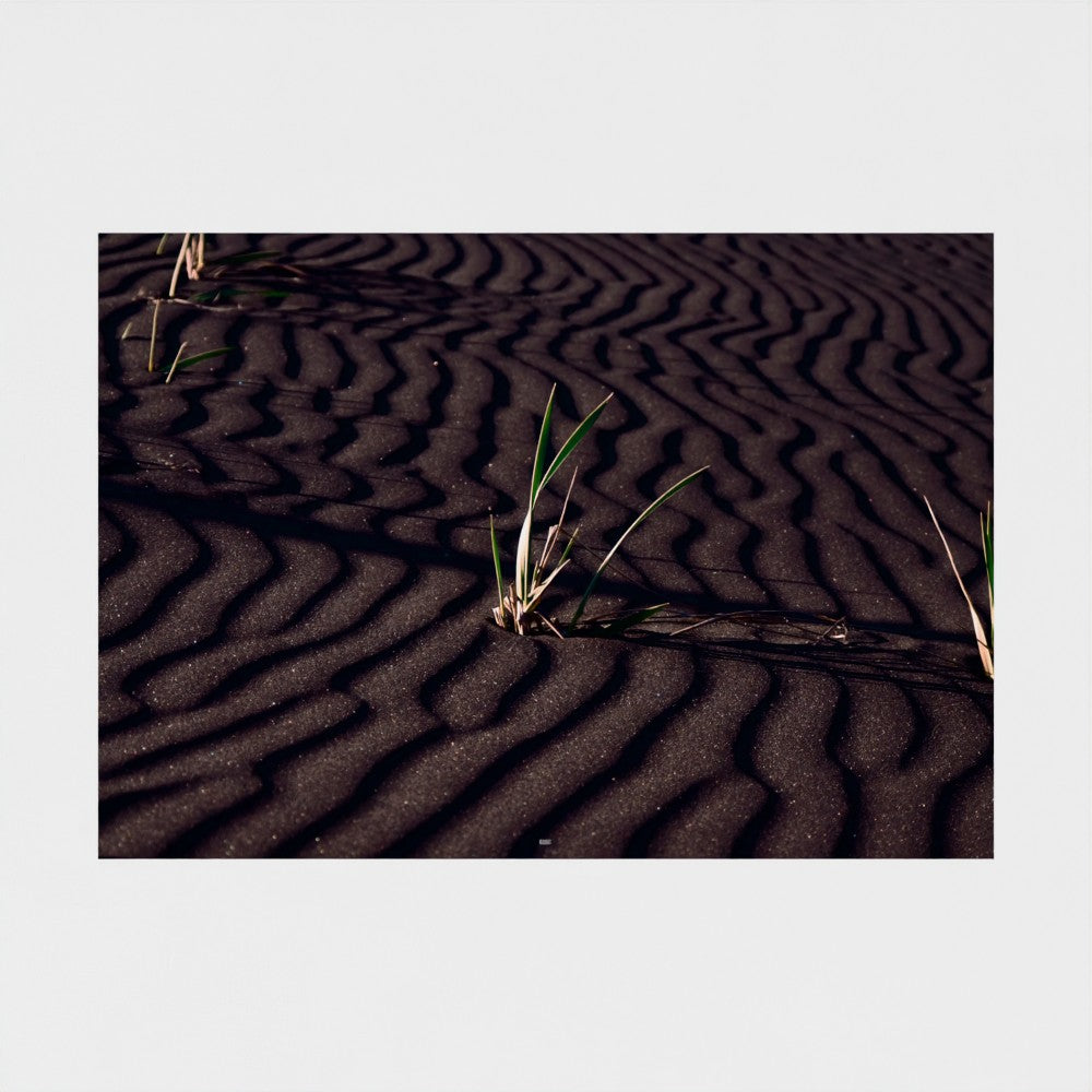 A square photographic print of dark rippled sand dunes with small green grasses growing through the sand, centered on a light gray background.