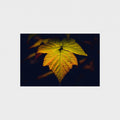 A rectangular art print featuring a close-up photograph of a vibrant yellow and orange autumn leaf against a dark background, centered on a light gray canvas.