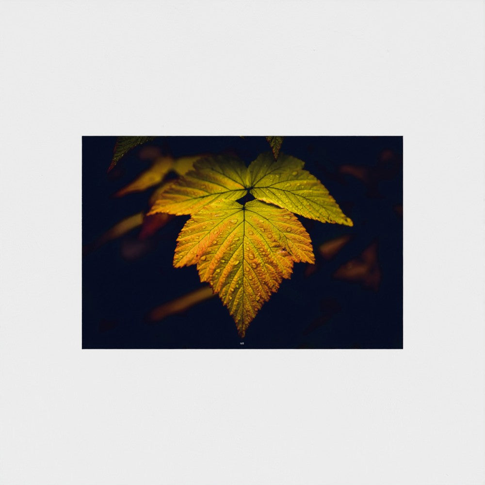 A rectangular art print featuring a close-up photograph of a vibrant yellow and orange autumn leaf against a dark background, centered on a light gray canvas.