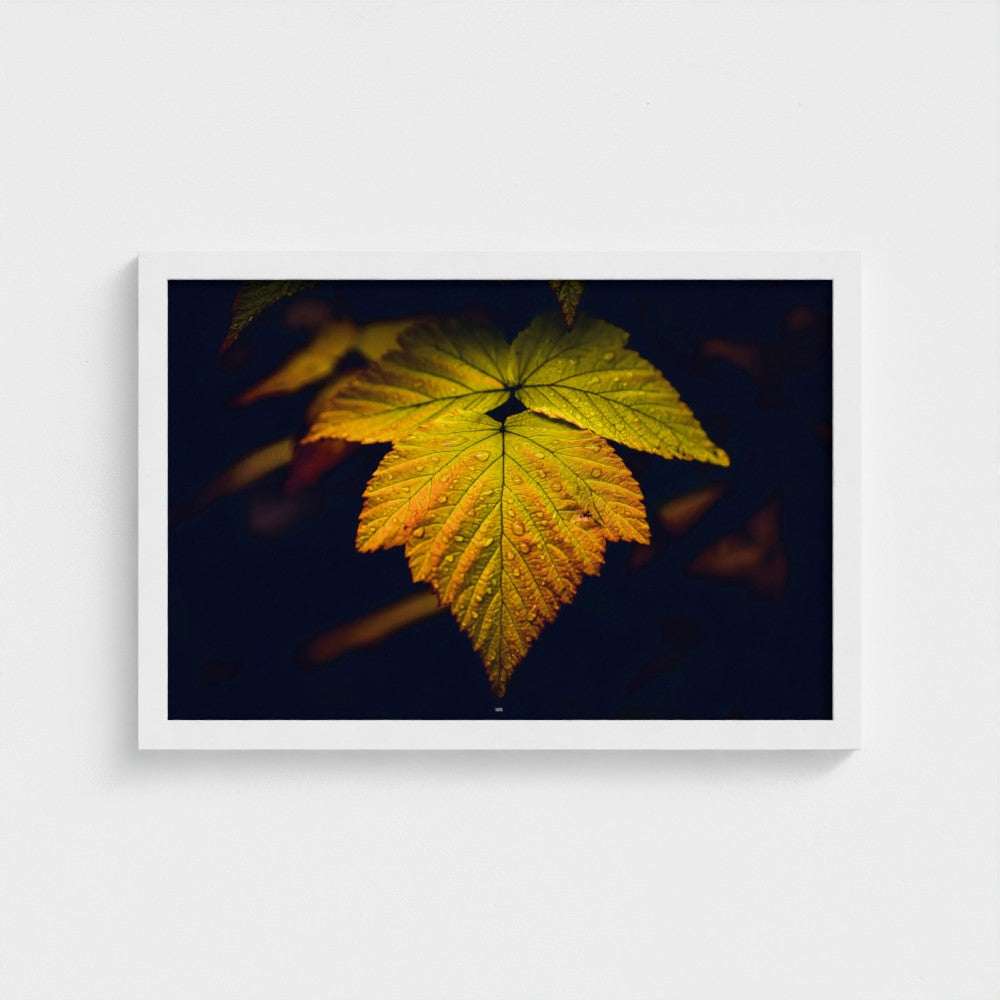 A framed photographic print of a single illuminated autumn leaf in yellow and orange tones against a dark background, displayed on a light gray wall.