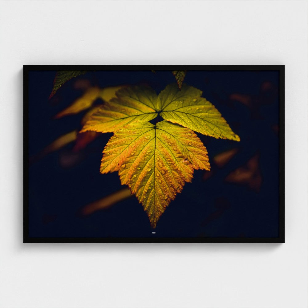 A framed square wall art print showing a close-up photograph of a yellow and orange autumn leaf with water droplets against a very dark navy background, mounted on a light gray wall.