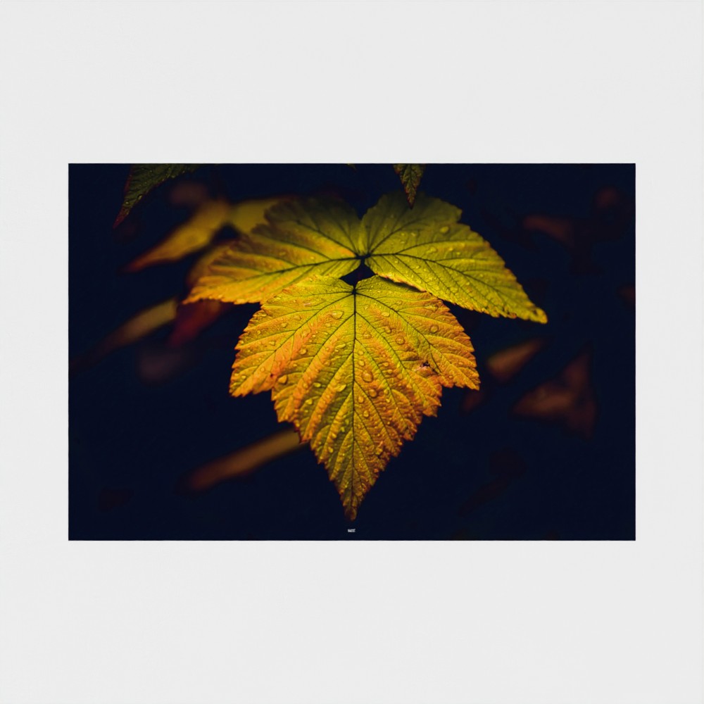 A square wall art print featuring a close-up photograph of a yellow and orange maple leaf with water droplets against a dark background, centered on a light gray wall.