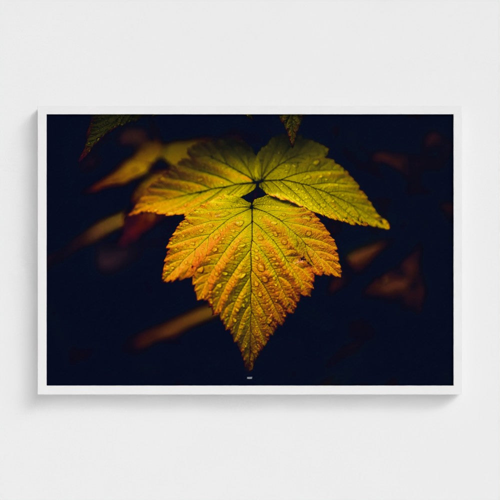 A framed photographic print of a single illuminated yellow-green leaf against a very dark navy background, shown hanging on a light gray wall.