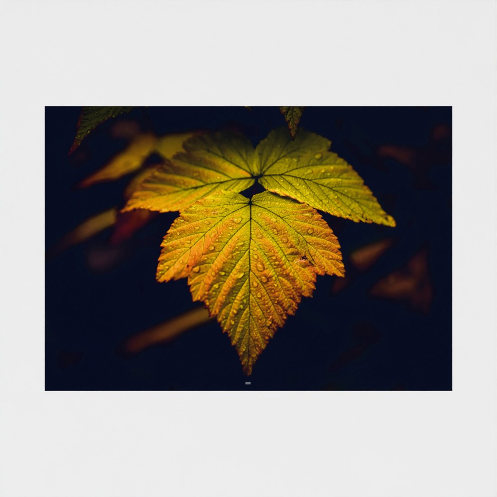 A square photographic print featuring a close-up of a single autumn leaf with yellow, orange, and green tones against a very dark navy background, centered on a light gray canvas.