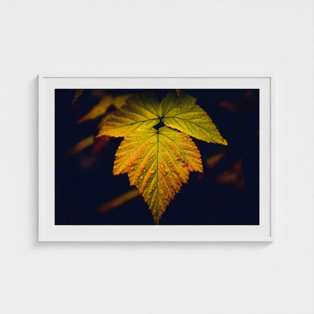 A framed art print featuring a close-up photograph of a vibrant yellow and orange autumn leaf against a dark background, presented in a white frame on a light gray wall.