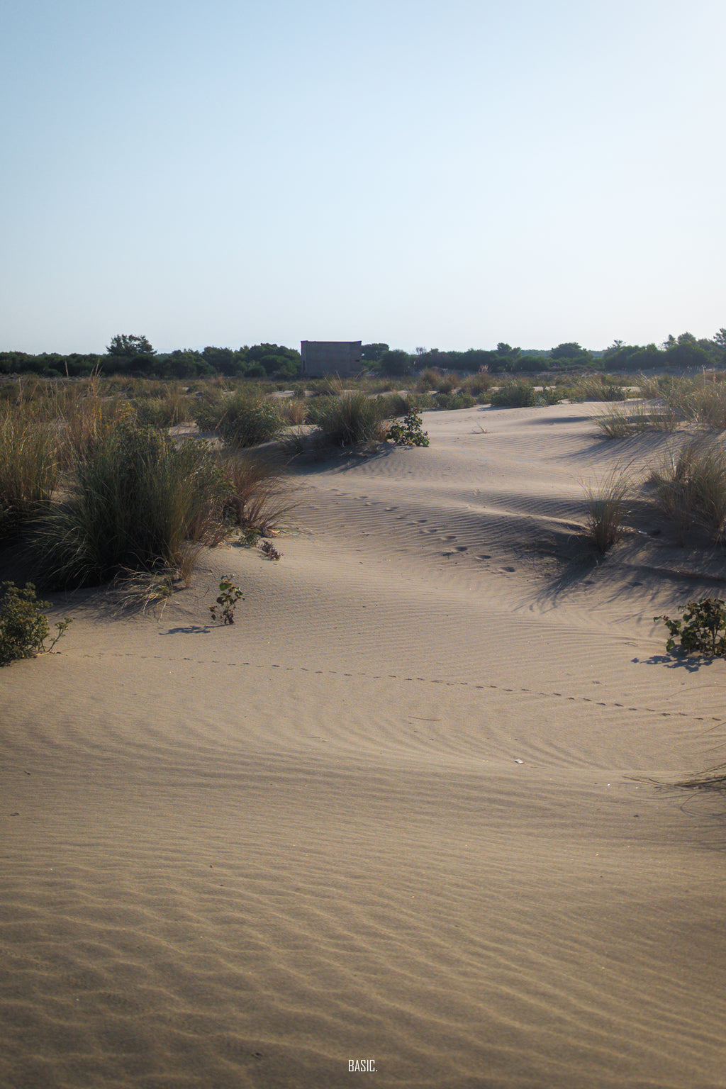 Desert landscape with sand dunes and sparse vegetation under a clear sky.
