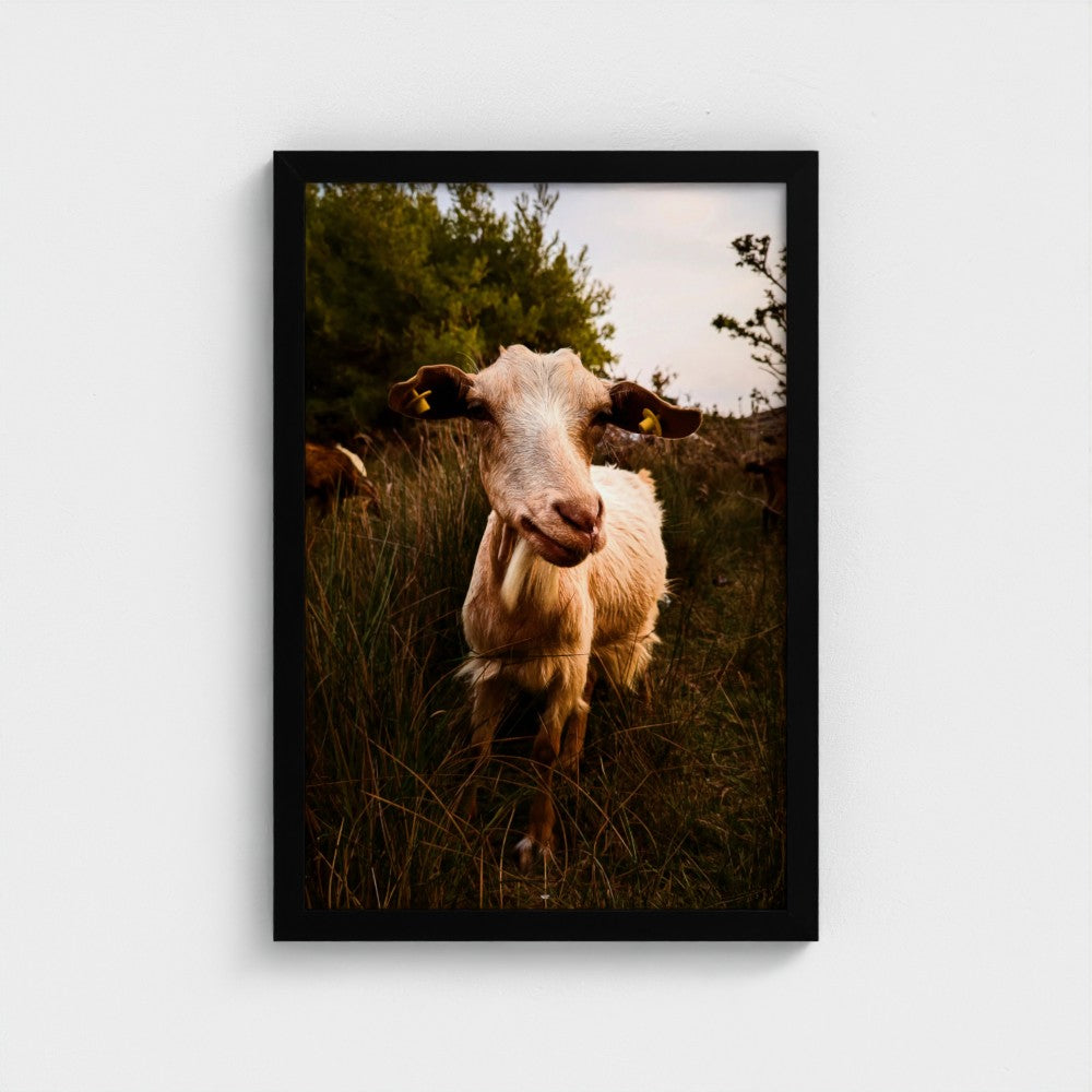 A framed photographic print of a goat standing in tall grass, displayed on a light gray wall.