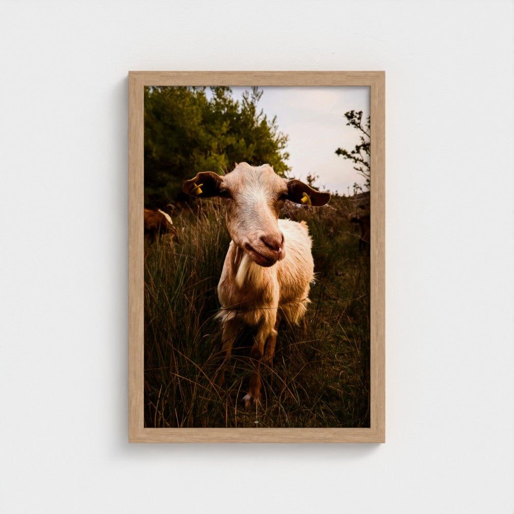 A framed photographic print of a goat standing in tall grass outdoors, mounted on a light gray wall. The print is enclosed in a light natural wood frame.