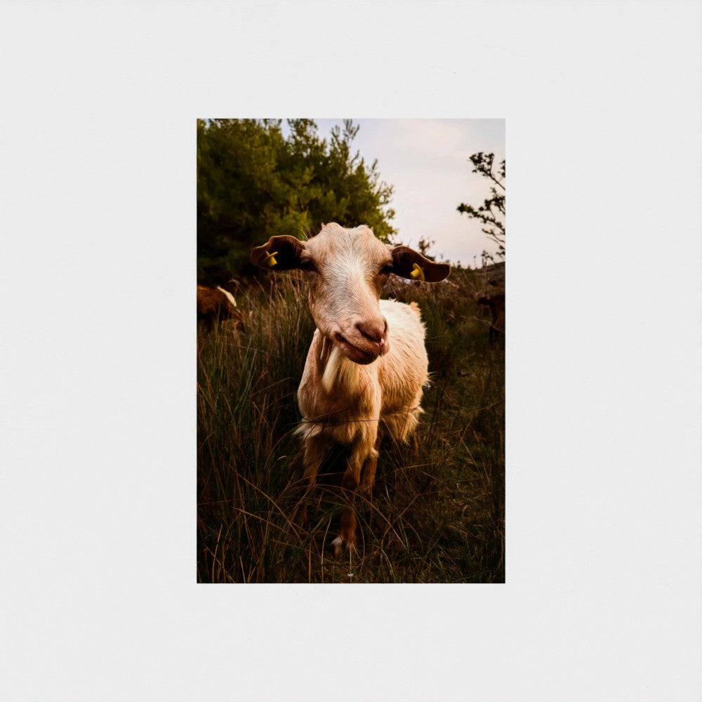 A vertical photographic print of a white goat standing in tall grass with trees in the background, centered on a light gray canvas.