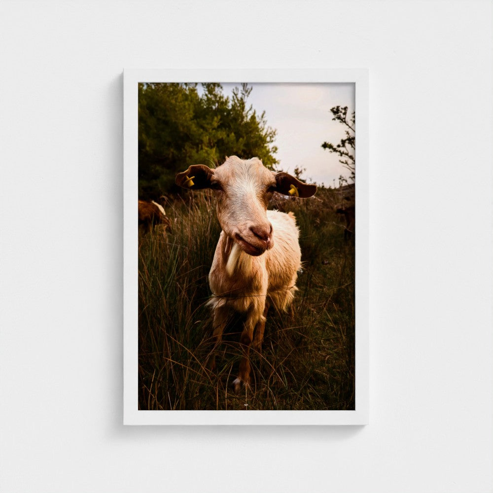 A framed photographic art print of a goat standing in a grassy field, displayed on a light gray wall.