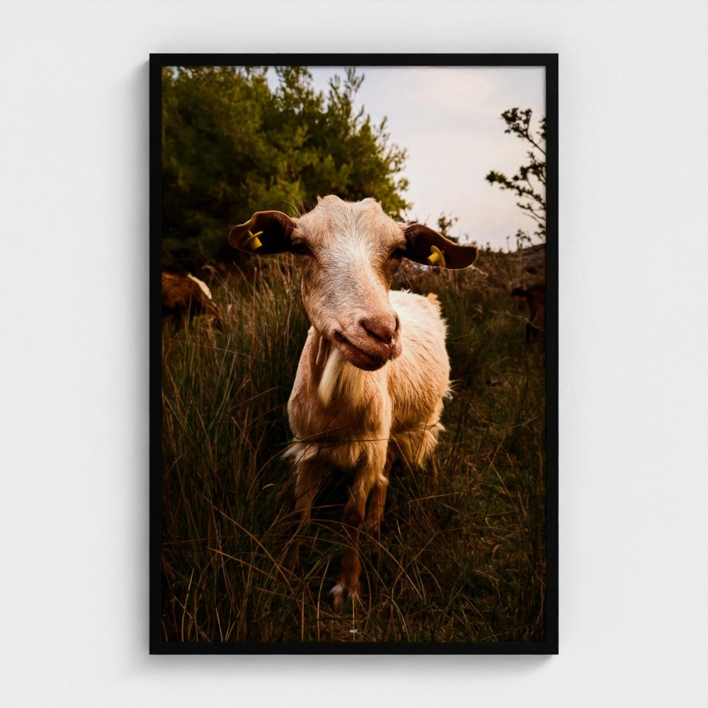 A framed vertical photographic print of a goat standing in tall grass outdoors, shown against a light gray wall. The frame is black, and the depicted scene includes green trees and warm golden light.