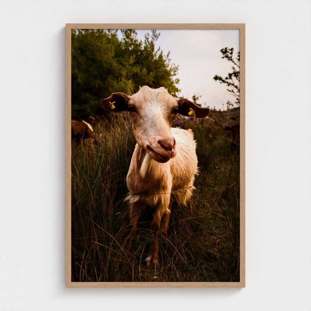 A framed photographic print of a goat standing in tall grass outdoors, displayed against a light gray wall.