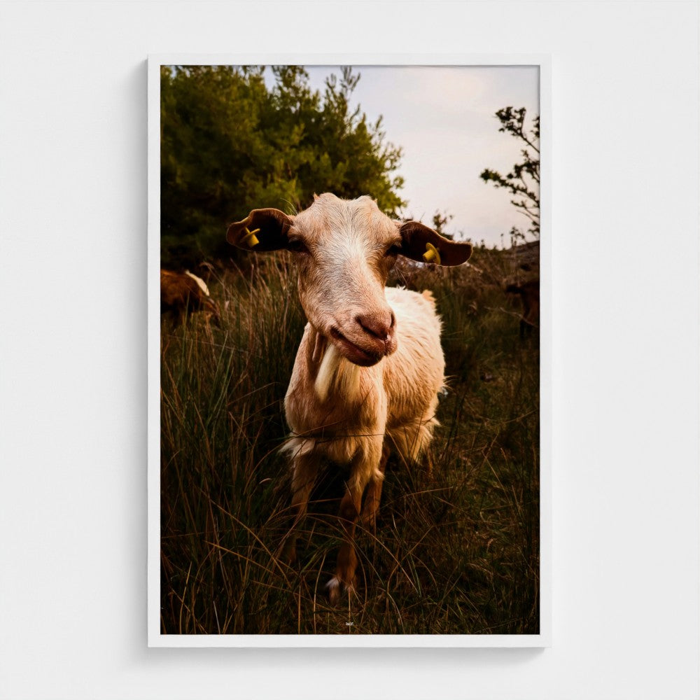 A vertical framed photographic print of a goat standing in tall grass outdoors, displayed against a light gray wall.