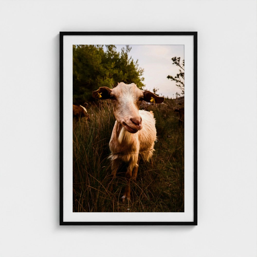 A framed photographic art print of a goat standing in a grassy field, displayed on a light gray wall.