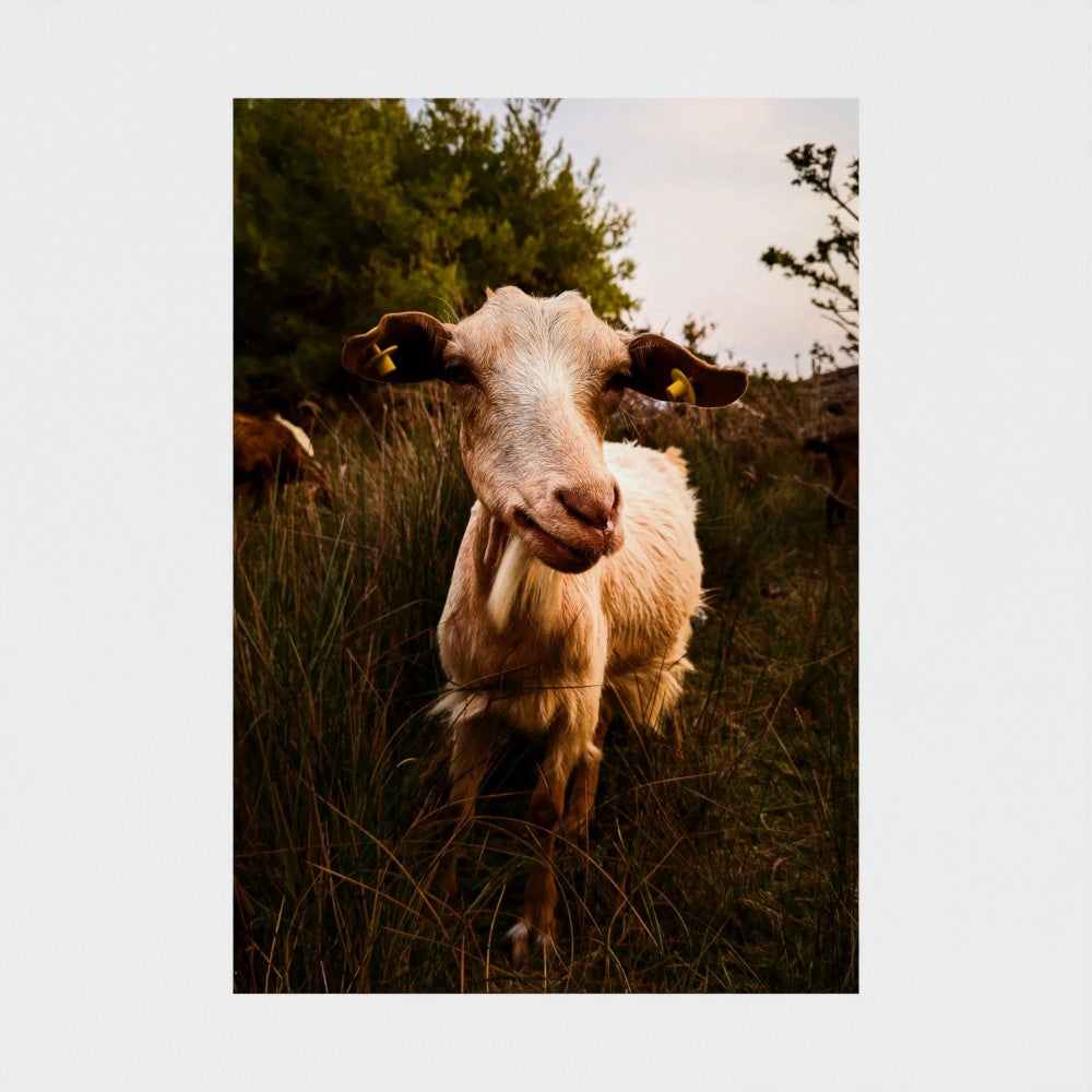 A vertical photographic print of a goat standing in tall grass outdoors, with trees and sky in the background, shown centered on a light neutral backdrop.