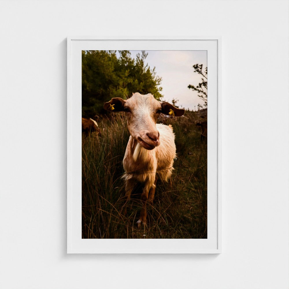 A framed vertical photographic print of a goat standing in tall grass outdoors, displayed against a light gray wall.